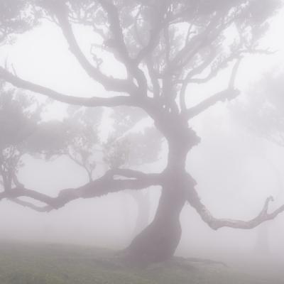 Fanal I © 2025 franMoreno