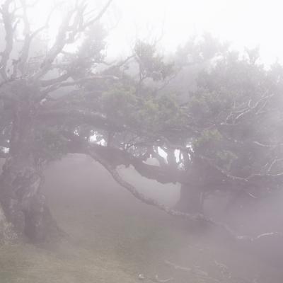 Fanal VIII © 2025 franMoreno