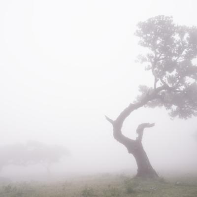 Fanal V © 2025 franMoreno