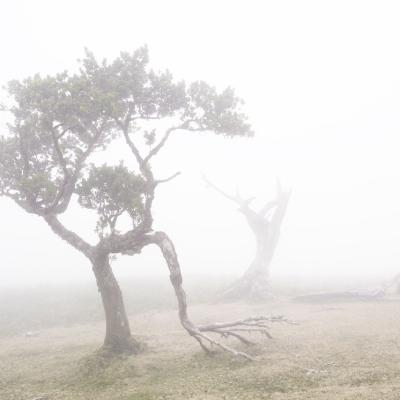 Fanal VII © 2025 franMoreno